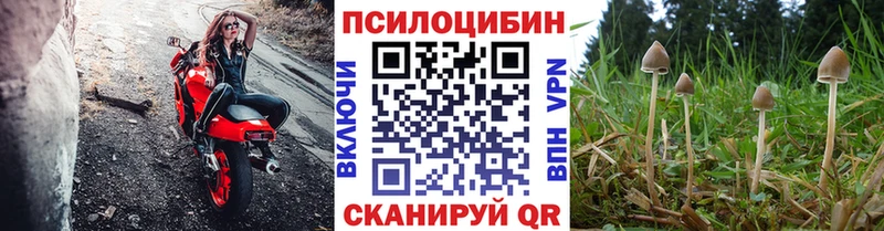 что такое   Балтийск  Галлюциногенные грибы Psilocybine cubensis 