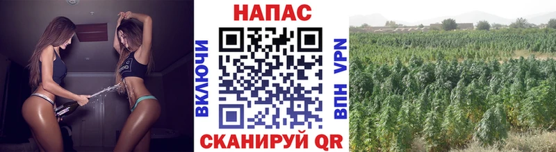 Шишки марихуана Ganja  kraken как войти  Балтийск  как найти закладки 
